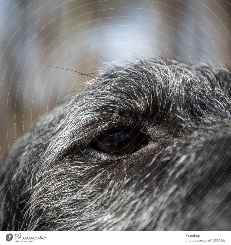 black hole Animal Pet Dog Animal face 1 Trust Puppydog eyes Pupil Pelt Mammal Close-up Eyes Dog eyes Black Gray Eyelash Colour photo Exterior shot Detail