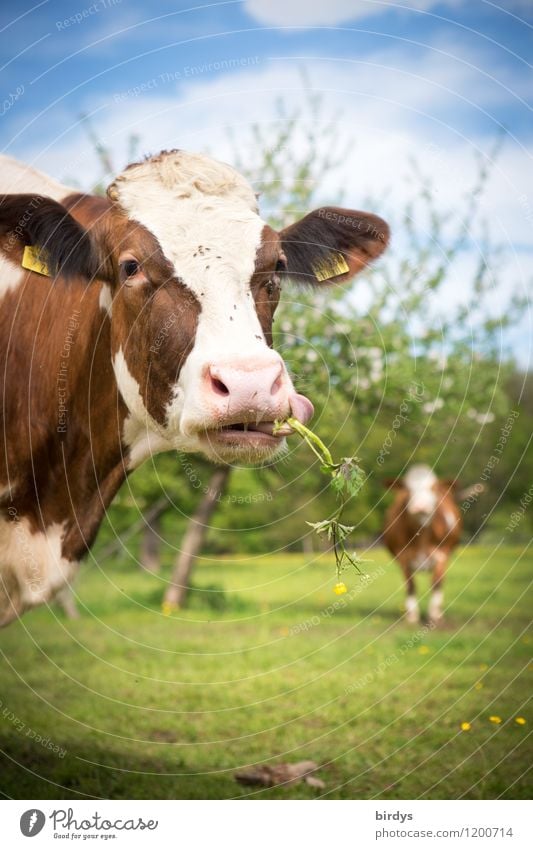 Happy cows Agriculture Forestry Sky Spring Summer Tree Meadow Pasture Farm animal Cow 2 Animal To feed To enjoy Authentic Free Healthy Funny Near Sustainability