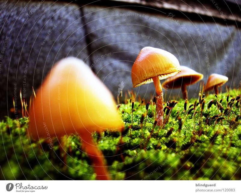 Alien Nation Close-up Small Sunshade Plant Environment Macro (Extreme close-up) Protozoa Green Growth Autumn Yellow Nature Wall (barrier) Botany Wall (building)