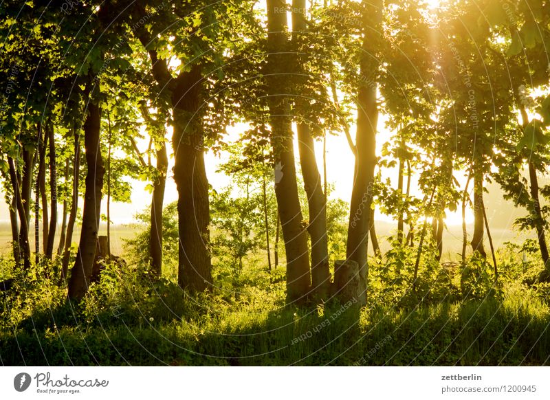 Baabe railway station Landscape Mecklenburg-Western Pomerania good for the monk Baltic Sea Vacation & Travel Travel photography Rügen Tourism Tree Tree trunk