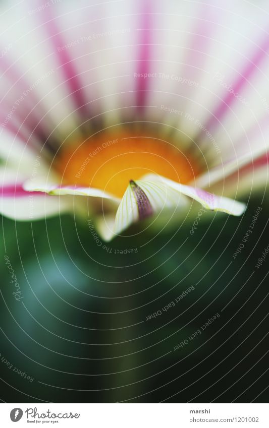 noonday gold Nature Plant Flower Moody Gazania Bud Blossom leave Colour photo Exterior shot Close-up Detail Macro (Extreme close-up) Day Blur