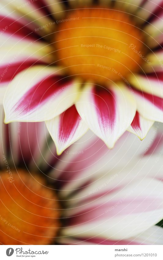 noonday gold Plant Moody Bouquet Flower Gazania Blossom leave Shallow depth of field Pink Summery Garden Colour photo Close-up Detail Macro (Extreme close-up)