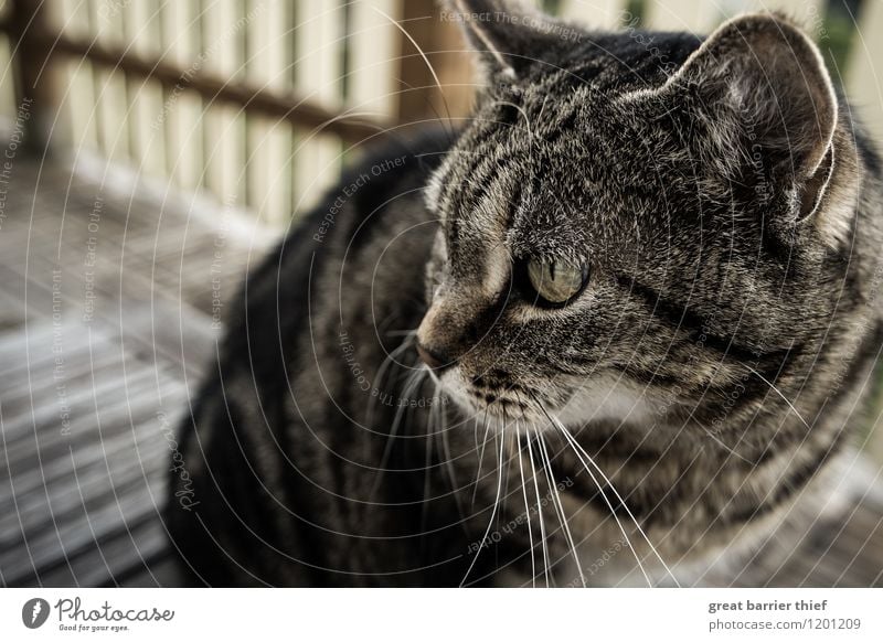 Cat on balcony Hair and hairstyles Spring Animal Pet Animal face Pelt 1 Observe Looking Elegant Astute Natural Feminine Soft Brown Yellow Love of animals