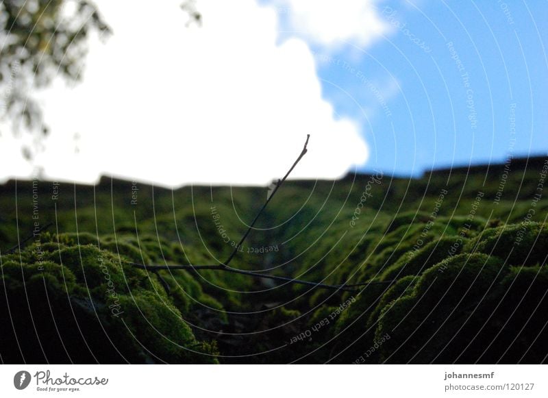 Wellmoos Corrugated sheet iron Roof Overgrown Green Park Barn Sky Twig Exterior shot