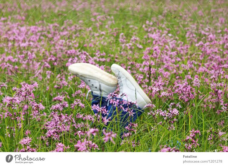 Purple break Environment Nature Landscape Plant Summer Beautiful weather Flower Grass Meadow Natural Violet Footwear Break Lie Flower meadow Colour photo