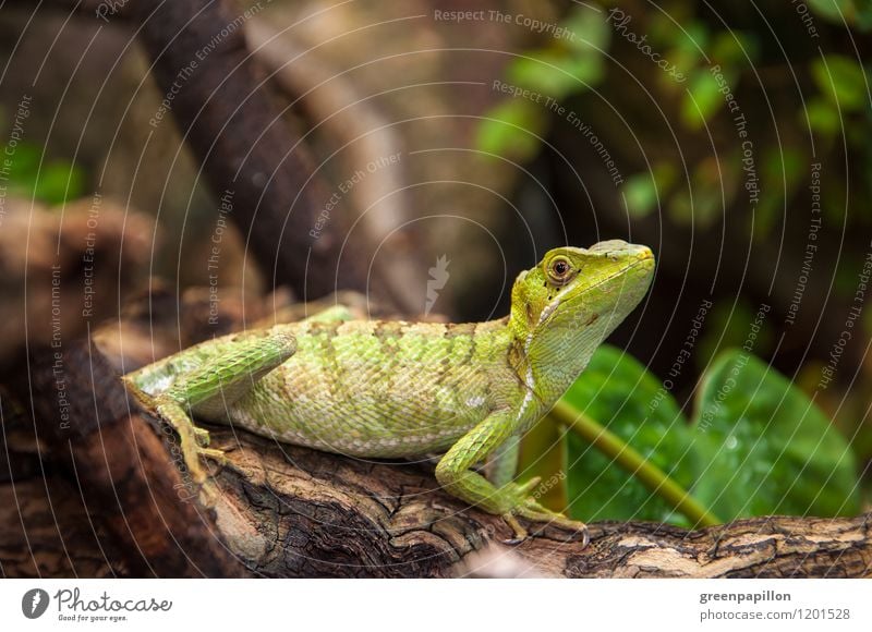 Basilisk on a tree trunk - Green Energy Environment Nature Animal Exotic Virgin forest Scales Helmet Basilisk crown basilisk Helmeted Baselisk Terrarium Crawl