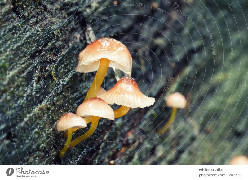 mushroom family Environment Plant Growth Sunshade Mushroom cap Beatle haircut Family & Relations Domestic happiness Family gathering Colour photo Exterior shot