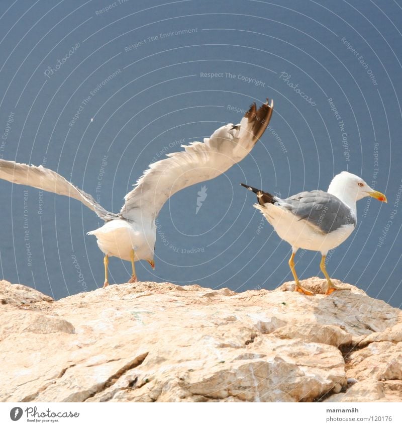 I'm taking off! Part 3 Seagull Lake Ocean Stand Beak Boredom Departure Cliff Beginning Flying Bird Stone Rock Feather Feet Sky Mountain keep an eye out Aviation