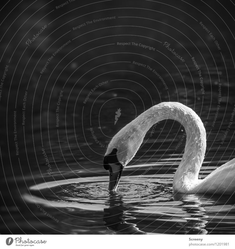 Curved Nature Plant Animal Water Spring Summer Pond Lake Bird Swan 1 Drinking Serene Patient Calm Idyll Undulation Waves Beak Neck Black & white photo