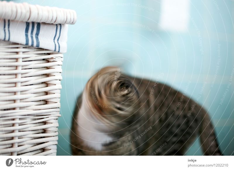 Cat life - spin cycle | dizzy Pet Animal face 1 Movement Disgust Shake of the head Rotate Colour photo Interior shot Close-up Deserted Copy Space left