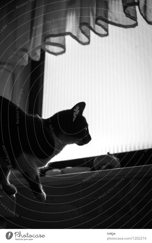 Cat Life II Living or residing Room Bathroom Deserted Window Curtain Discover Crouch Looking Jump Dark Curiosity Interest Black & white photo Interior shot