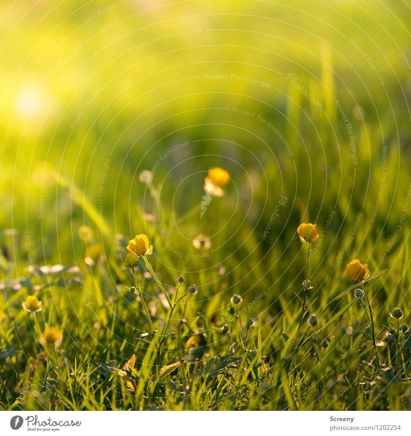 Spring freshness | UT Cologne Nature Landscape Plant Sunrise Sunset Sunlight Summer Beautiful weather Flower Grass Blossom Marsh marigold Park Meadow Blossoming