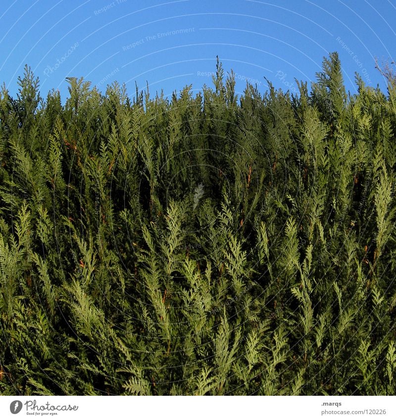 boundary Plant Hedge Foliage plant Growth Bushes Green Shadow Macro (Extreme close-up) Close-up Nature Tuja Tujas Fence Blue