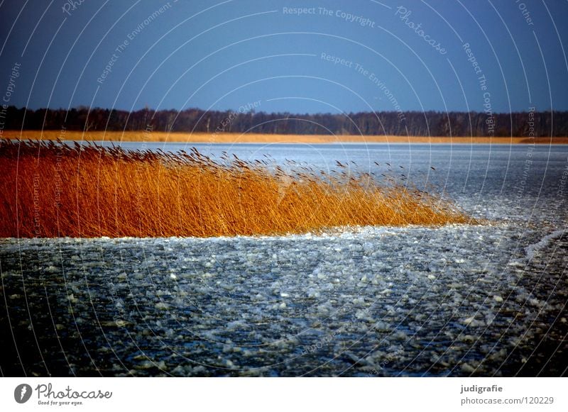 icily Winter Cold Ice Boddenlandscape NP Dierhagen Darss Fischland Common Reed Frozen Lake Environment Calm January Colour bitterly cold foul frostiness Coast