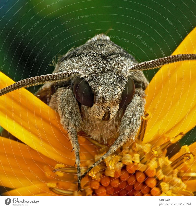 looks into the country : Windenschwärmer_05 (Agrius convolvuli) Morning glory sphinx moth Butterfly Pelt Insect Animal Summer Gray Brown Red Spring Yellow Green