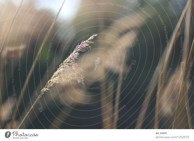 Grasses in the summer wind Lifestyle Care of the elderly Wellness Harmonious Well-being Senses Relaxation Calm Spa Summer Summer vacation Environment Nature