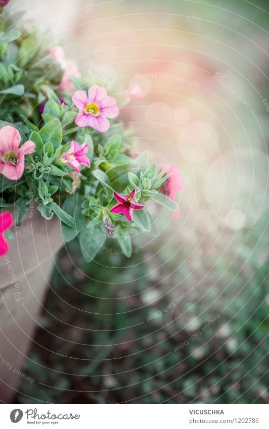 Flowerpot with petunias Style Design Summer Garden Nature Plant Spring Autumn Leaf Blossom Pot plant Park Container Pink Background picture flowers Petunia