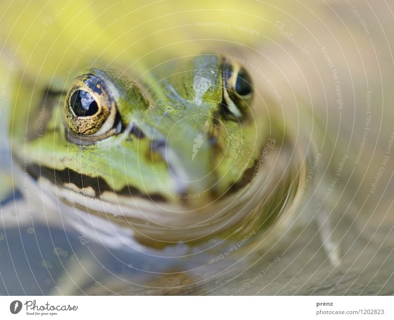 frog Environment Nature Animal Spring Summer Pond Wild animal Frog Animal face 1 Green Swimming & Bathing Water Eyes Clouds Colour photo Exterior shot Close-up