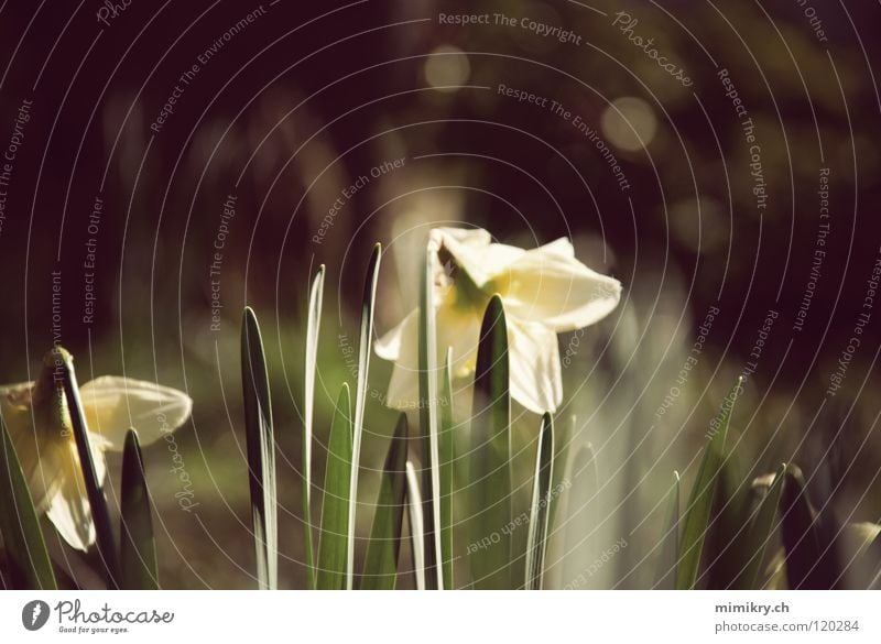 spring Wild daffodil Flower Green Sunlight Spring Spring flower Yellow Plant