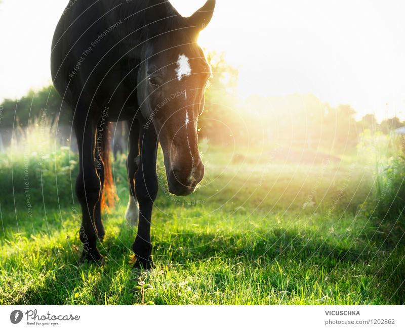 Sunset on green horse pasture Lifestyle Style Design Summer Nature Landscape Plant Animal Solar eclipse Sunrise Sunlight Spring Autumn Beautiful weather Meadow