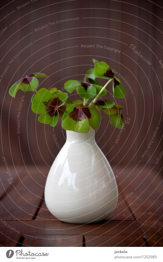 The Eva again Nature Plant Summer Leaf Foliage plant To enjoy Positive Brown Green White Happy Cloverleaf Vase Colour photo Exterior shot Detail Copy Space top