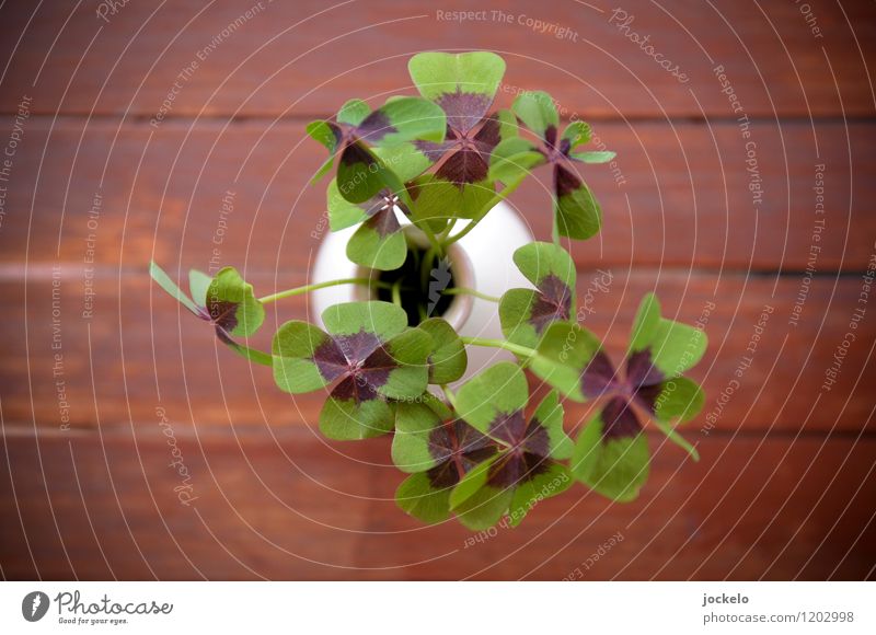 The Eve again II Nature Plant Leaf Wild plant Garden Happy Beautiful Brown Multicoloured Green Tolerant Cloverleaf Colour photo Exterior shot Day Blur