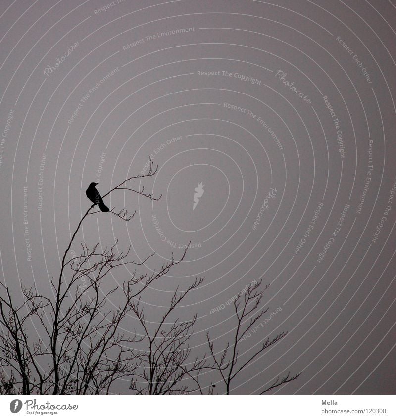 Crow winter III Bird Raven birds Carrion crow Crouch Tree Cold Leafless Winter Dreary Gloomy Gray Clouds Bad weather Loneliness Looking Empty Grief Sky Distress