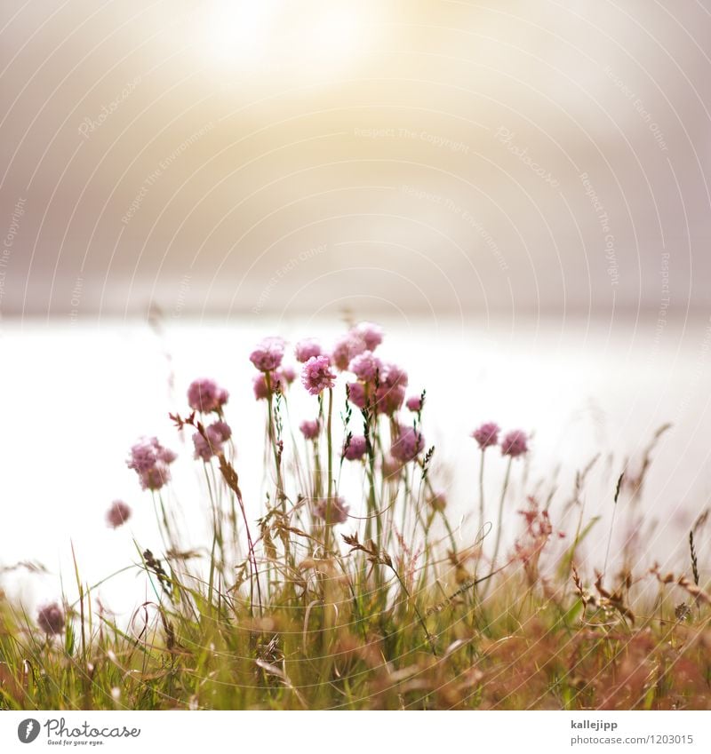 Thank you for the flowers... Environment Nature Landscape Air Water Sky Sun Sunlight Plant Flower Grass Coast Lakeside Beach Bay Fjord Blossoming Common thrift