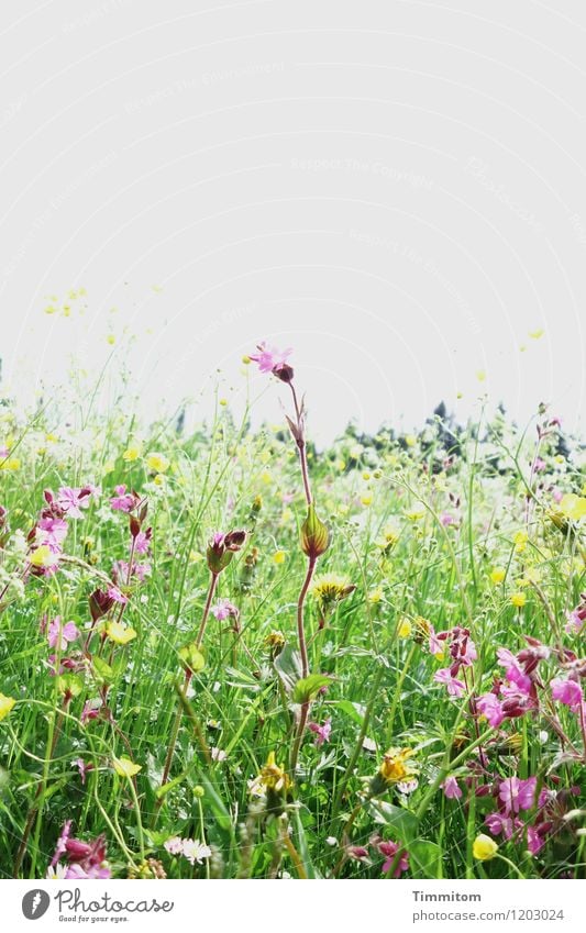 Somewhere in the Allgäu (4). Environment Nature Plant Sky Flower Grass Blossom Meadow Hill Blossoming Growth Yellow Green Violet Emotions