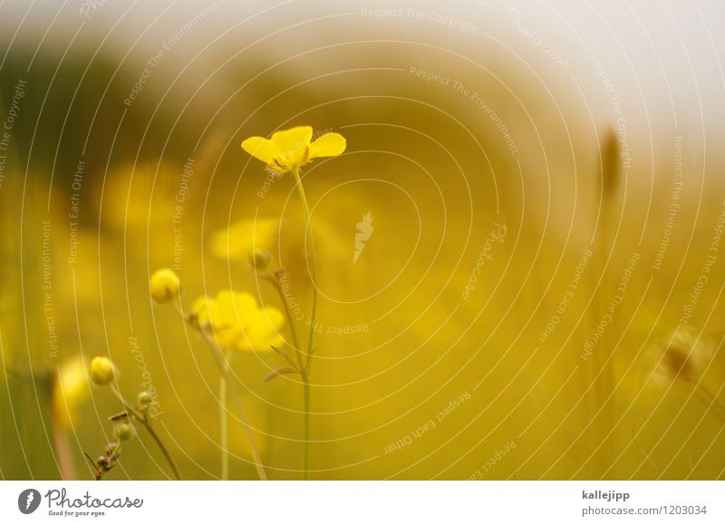 butter Environment Nature Landscape Plant Animal Sunlight Summer Flower Grass Leaf Blossom Foliage plant Wild plant Meadow Field Blossoming Marsh marigold