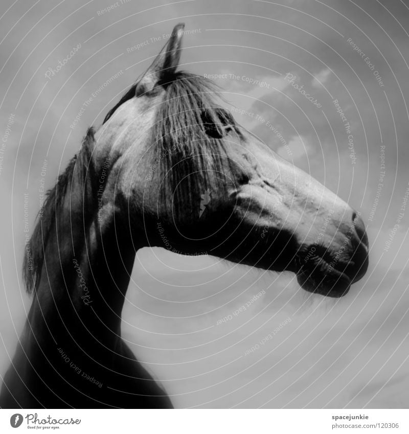 Celestine Horse Animal Exterior shot Grass Mane Meadow Pelt Black & white photo Mammal Nature Sky Looking Pasture Elegant Muzzle