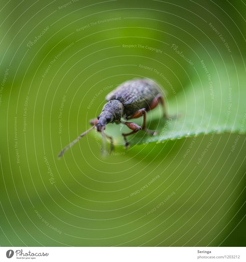 On the Abyss Animal Beetle 1 Flying Crawl Looking Blue Brown Multicoloured Green Colour photo Exterior shot Close-up Detail Macro (Extreme close-up) Day Light