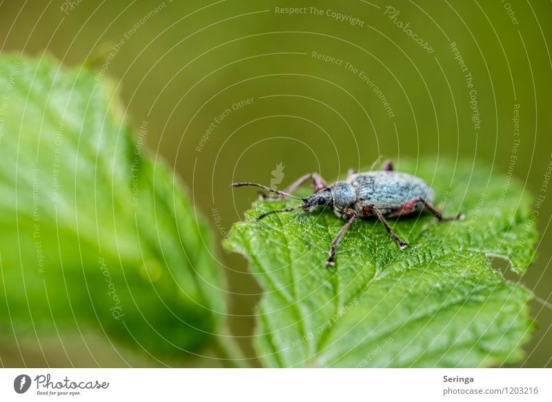 Where shall the journey go, today not at all.... no desire Nature Landscape Plant Animal Sun Summer Garden Park Meadow Field Forest Beetle Animal face Wing 1