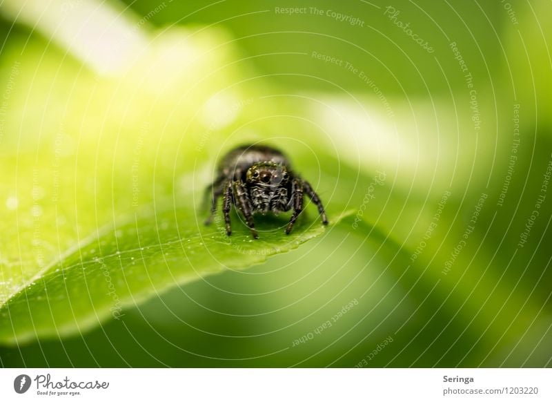 I'll jump or I won't. ( Jumping Spider ) Nature Landscape Plant Animal Tree Flower Grass Bushes Moss Ivy Garden Park Meadow Field Forest Farm animal Wild animal