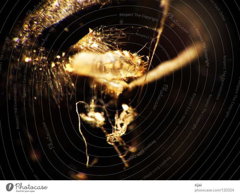 Experimental 1 Bee Insect Abstract Fluff Dust Macro (Extreme close-up) Close-up experimental Hair and hairstyles