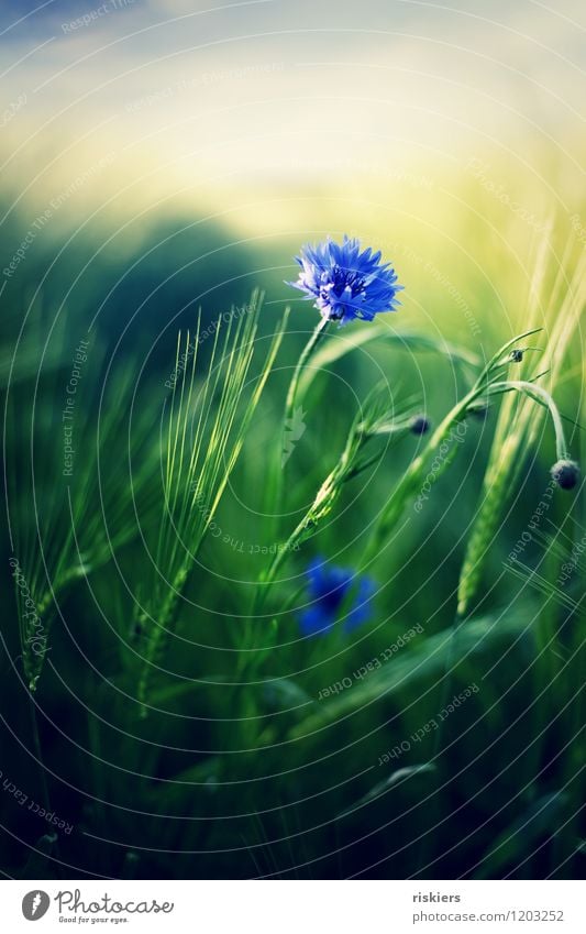 cornflower blue Environment Nature Plant Sun Spring Summer Beautiful weather Flower Cornflower Field Blossoming Fresh Wild Blue Green Colour photo Exterior shot