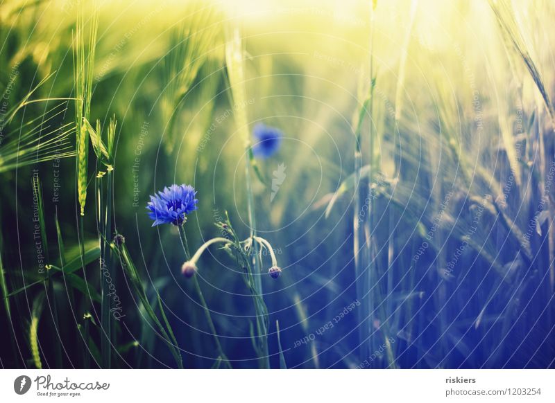 cornflower blue ii Environment Nature Landscape Plant Summer Beautiful weather Field Cornflower Blossoming Illuminate Fresh Colour photo Exterior shot Deserted