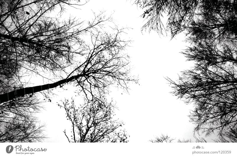 .:: HERBST ::. Autumn Winter Betrothal Forest Tree Clearing Black & white photo To go for a walk