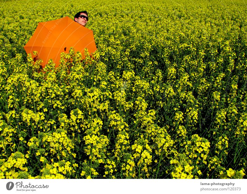 sun worshippers To enjoy Sunbathing Calm Dream Lie Summer Canola Canola field Field Meadow Agriculture Spring Jump Ear of corn Yellow Flower Relaxation