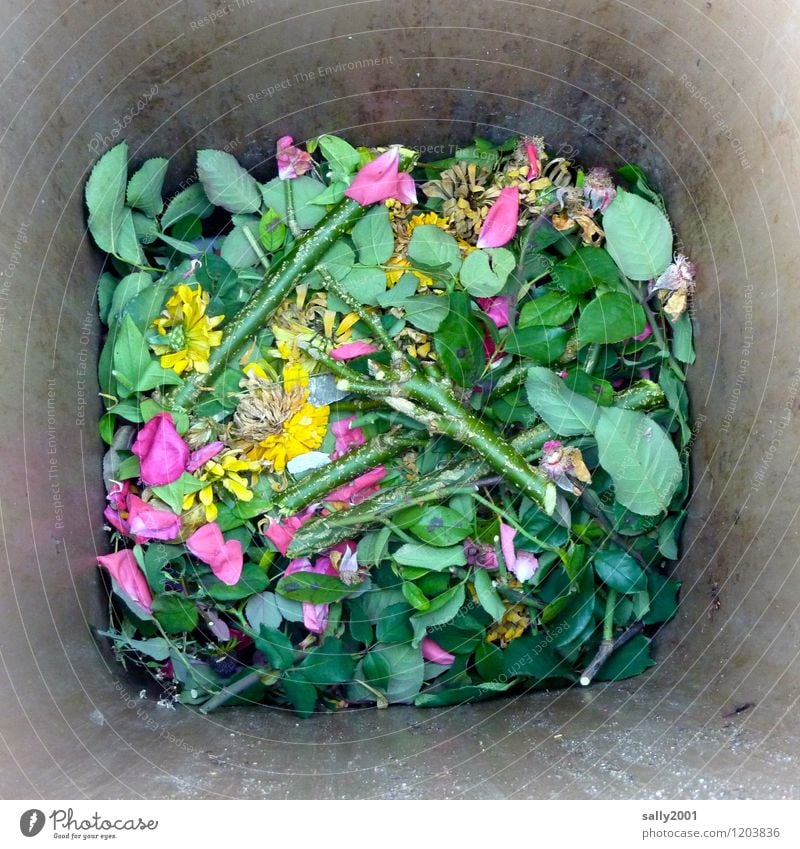 View into the garden bio bin... Plant Flower Rose Old Fragrance Faded Throw Broken Green Nature Divide Decline Transience Decompose organic waste bin Trash