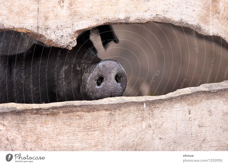 what's up? Farm animal Swine 1 Animal Socket Good luck charm Observe Sadness Glittering Curiosity Black Love of animals Romance Peaceful Authentic Well-being