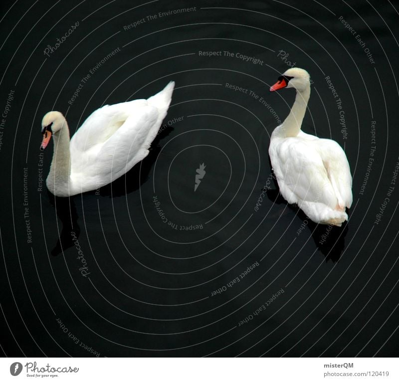 love story Swan White Dark Lake Love Beak Water Calm Pond Romance What Cripple Flirt Loyalty Symbols and metaphors Yin and Yang Bird Red Feather Relationship