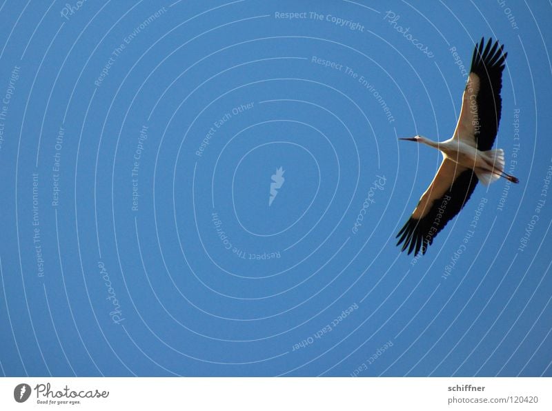 adebar Stork White Stork Bird Migratory bird Glide Aerobatics Span Alsace Environmental protection walking bird winter visitor Aviation Flying heraldic bird