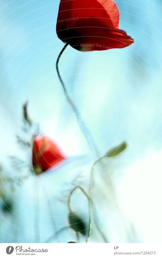 red Environment Nature Plant Elements Earth Air Sky Flower Leaf Poppy Poppy blossom Beautiful Uniqueness Long Near Natural Original Positive Warmth Soft Red