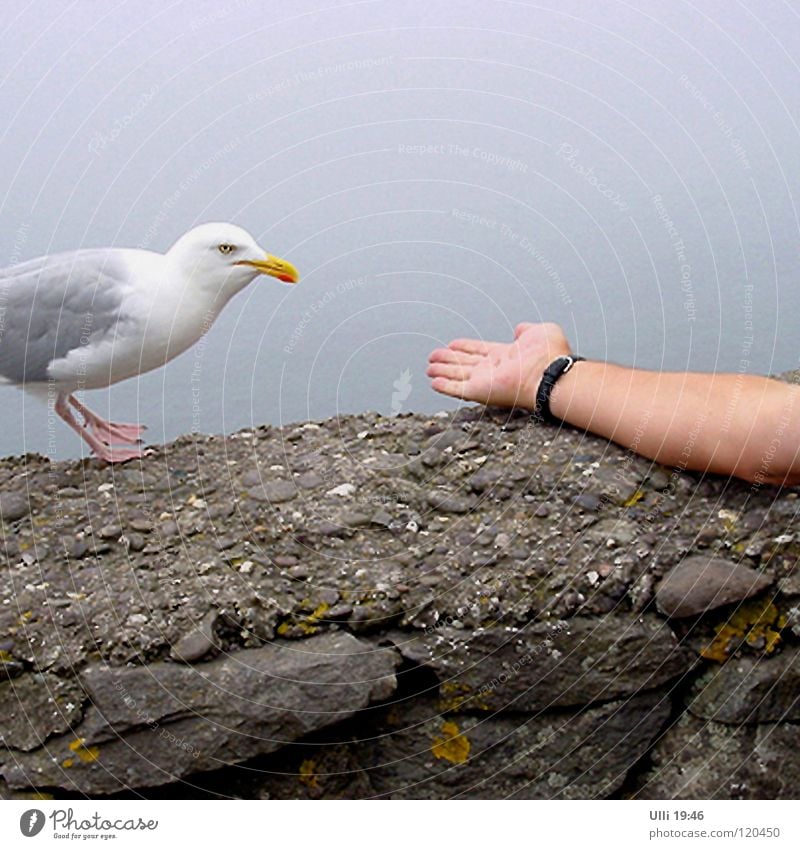 Shall I? No, I don't think so. Vacation & Travel Ocean Arm Hand 1 Human being Animal Bird Seagull Feeding Curiosity Brave Trust Caution Appetite Timidity