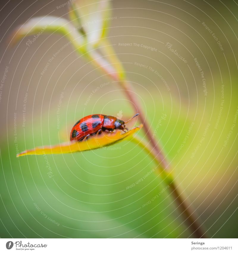 decoy beetle Spring Summer Autumn Plant Flower Ivy Fern Garden Park Meadow Field Forest Animal Beetle Wing 1 Flying To feed Crawl Walking Ladybird Colour photo