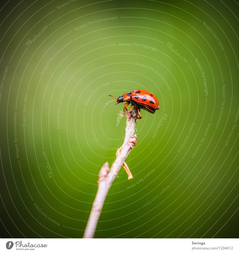 Ladybird on the starting position Environment Nature Plant Animal Sun Sunlight Spring Summer Autumn Leaf Blossom Garden Park Meadow Field Forest Farm animal