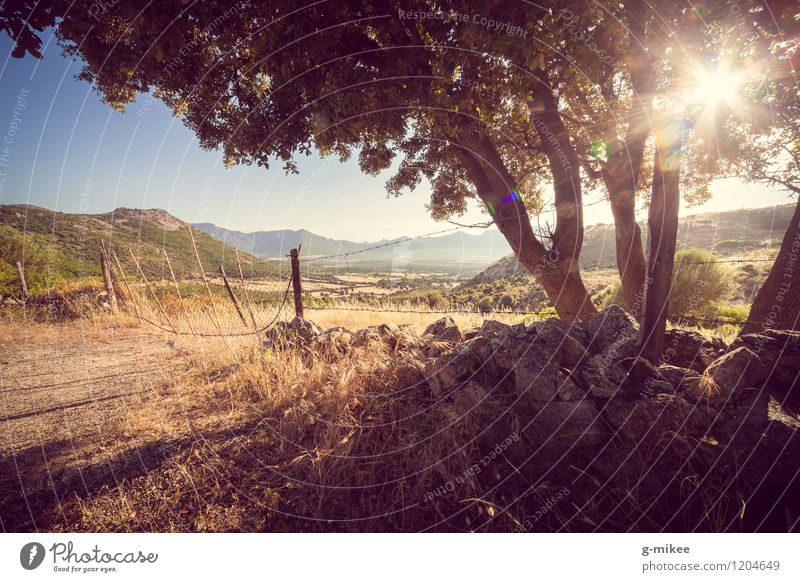 Corsica Nature Landscape Earth Summer Beautiful weather Warmth Tree Hill Vacation & Travel Blue Yellow Warm-heartedness Wanderlust Travel photography Island Sun