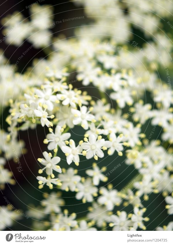 flower fiasco Environment Nature Landscape Animal Climate Weather Flower Grass Moss Foliage plant Agricultural crop Wild plant Garden Park Friendship Peace