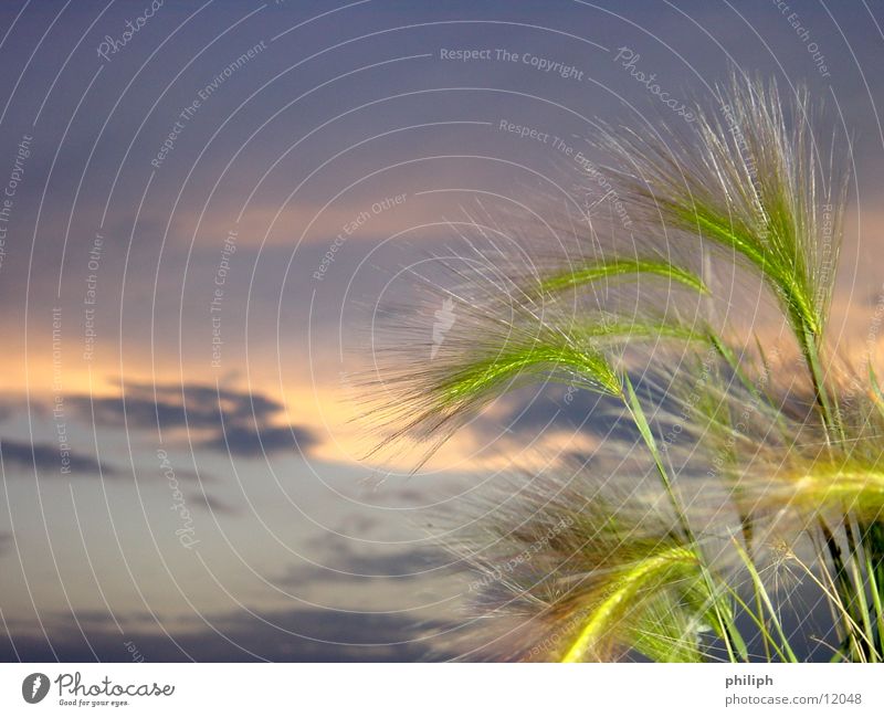 LightHeavenBarley Twilight Field Sky Evening Grain